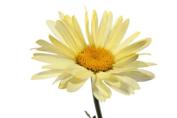 Witte Kamille Met Een Gele Tint — Stockfoto