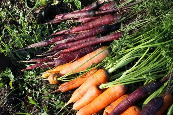 Las Zanahorias Cosechan Campo Diferentes Variedades Zanahoria Naranja Violeta — Foto de Stock