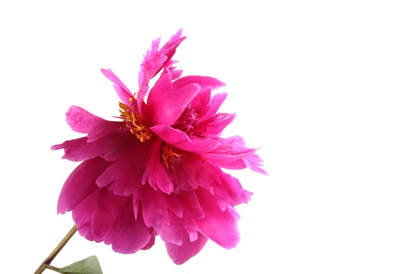 Närbild Fantastiska Blommande Blommor — Stockfoto
