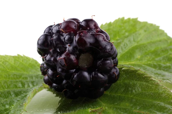 Nahaufnahme Der Ernte Frischer Brombeeren — Stockfoto