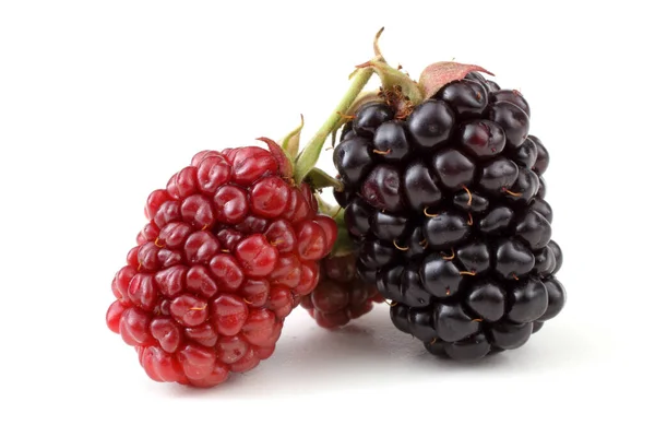 白色背景的成熟和未成熟的黑莓 — 图库照片