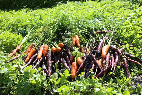 Zanahorias Zanahorias Violeta Inusual Cosecha — Foto de Stock