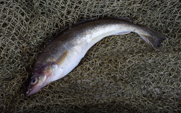 Bacalao Azafrán Red —  Fotos de Stock