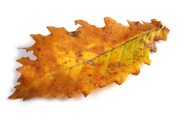 Herbst Eiche Blätter Isoliert Auf Weißem Hintergrund — Stockfoto