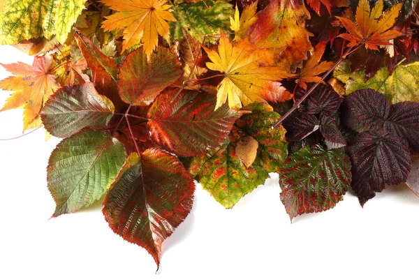 Zbliżenie Opadłych Jesiennych Liści — Zdjęcie stockowe