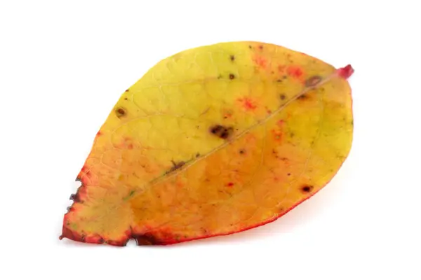 Hoja Arándano Otoño Aislada Blanco — Foto de Stock