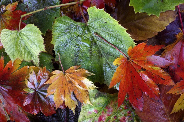 Gros Plan Des Feuilles Automne Tombées — Photo