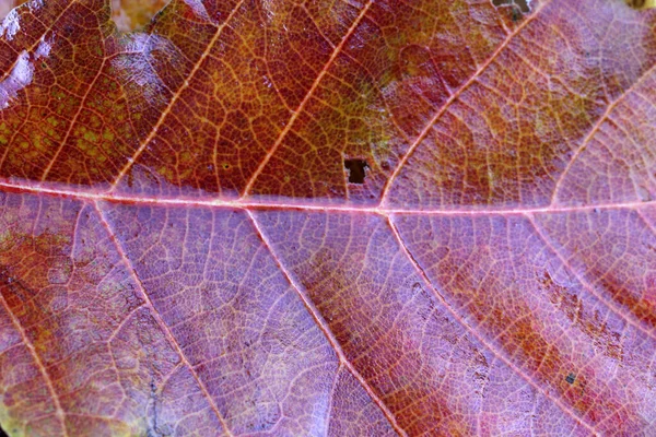 Nahaufnahme Heller Herbstblätter — Stockfoto