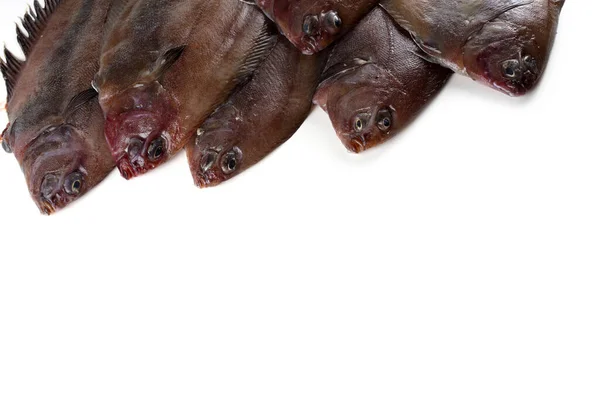 从白色中分离出来的鞭毛虫脚底 依波格洛索德弹性 — 图库照片