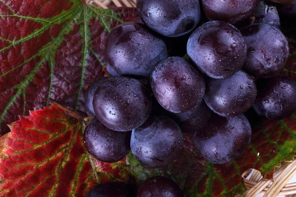 Raisins Frais Sur Les Feuilles Érable — Photo