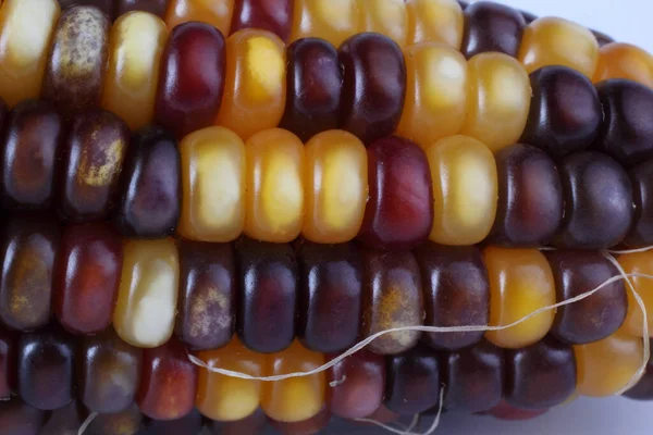 Szokatlan Színű Kukorica Makroháttér — Stock Fotó