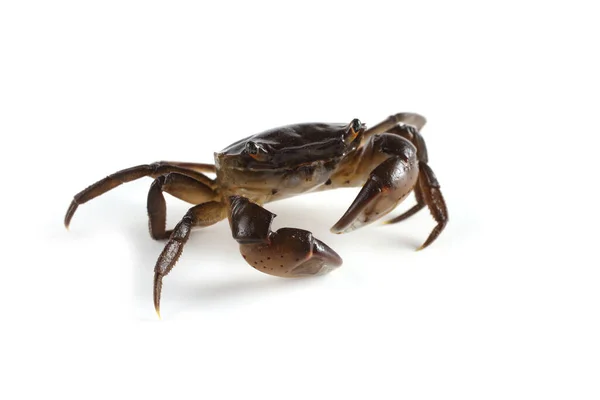 Caranguejo Pequeno Com Garras Grandes — Fotografia de Stock