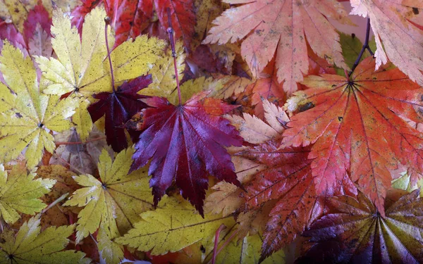 낙엽을 — 스톡 사진