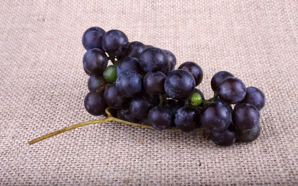 Grape Bagging Wine Grape Variety — Stock Photo, Image