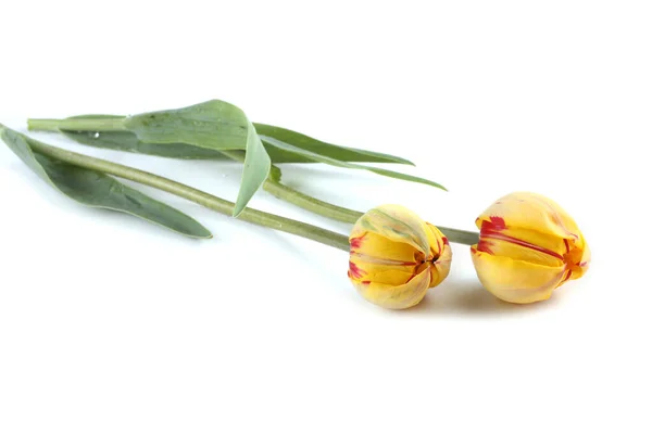 在白色上被隔离的黄红郁金香 — 图库照片