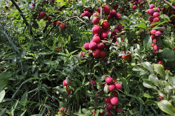 Ciruelas Rojas Árbol — Foto de Stock