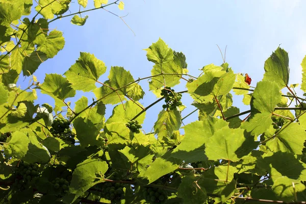 Growing Grape Blue Sky — Stock Photo, Image