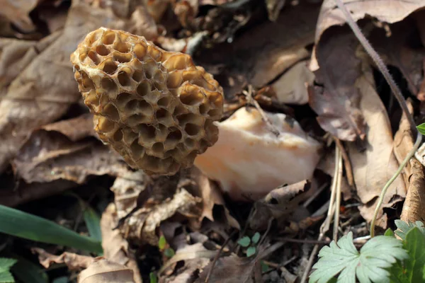 Büyüyen Morel Bahar Mantarı — Stok fotoğraf