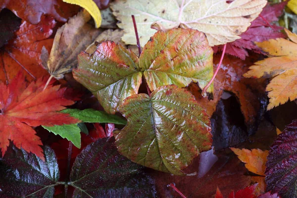 떨어지는 낙엽을 가까이 — 스톡 사진