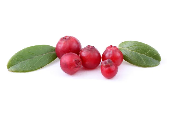 Cranberry Pada Latar Belakang Putih — Stok Foto