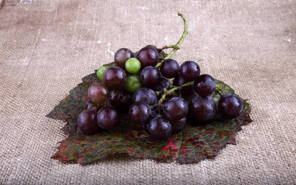Black Wine Grape Bagging — Stock Photo, Image