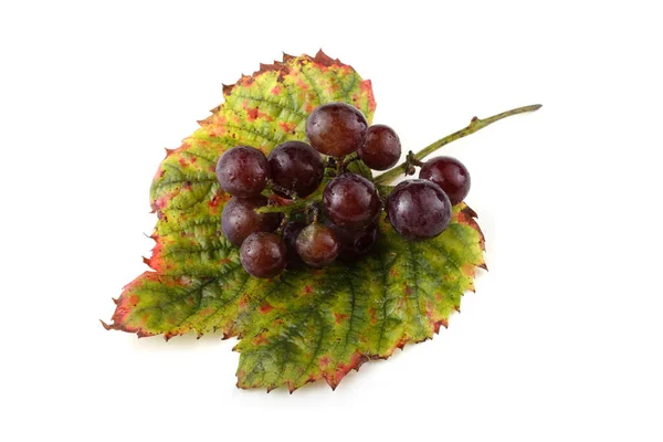 Wine Grape Red Wine — Stock Photo, Image