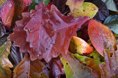 Düşen sonbahar yapraklarını kapatın.