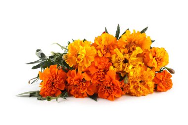 beyaz arkaplanda izole edilmiş kadife çiçekleri