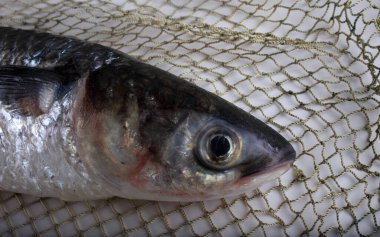 Düz başlı gri kefal (çizgili kefal, kabadayı kefal, kara kefal, sazan, deniz kefal))