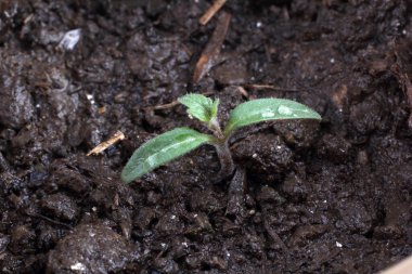 Topraktaki küçük yeşil bitki siyah arkaplana yakın.