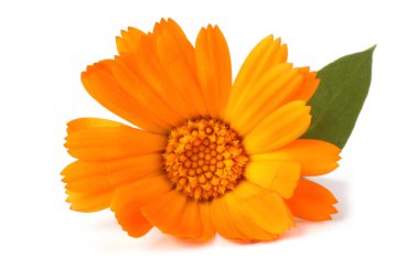 Beyaz arkaplanda izole edilmiş sarı çiçekler