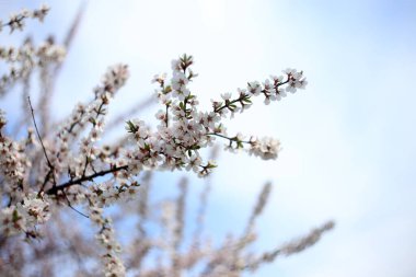 Nanking kiraz çiçeği. Sakura