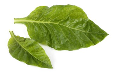 Beyaz üzerine izole edilmiş iki tütün yaprağı