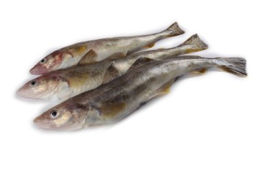 Safran morina balığı beyazda izole edilmiş.