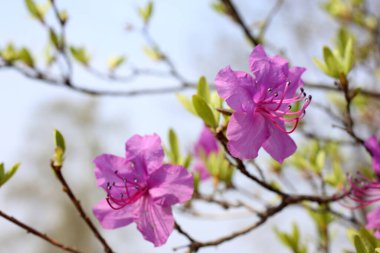 İnanılmaz çiçeklere yakın.