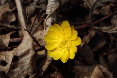 Adonis amurensis (Amur adonis, sülün gözü). Uzak Doğu kar yağışı