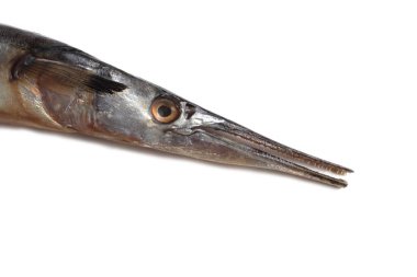 Garfish beyazda izole edilmiş.