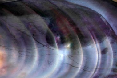 Çoklu renkli midye kabuğu arkaplanı