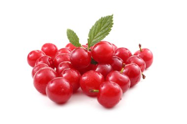 Nanking kirazı beyazda izole edildi