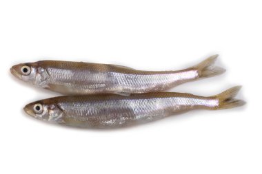 Asian smelt fish isolated on white clipart