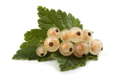 Olgun taze frenk üzümü hasadına yakın.