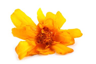 Marigold çiçeği beyaz arkaplanda izole edilmiş.