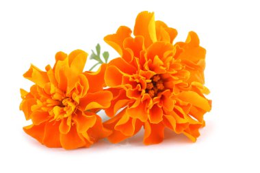 beyaz arkaplanda izole edilmiş kadife çiçekleri