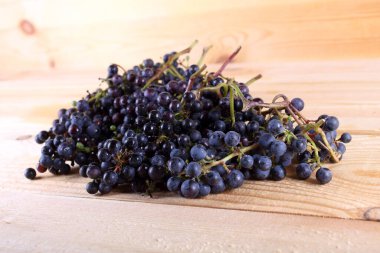 Sonbahar üzüm hasadı. Kırmızı şarap için üzüm.