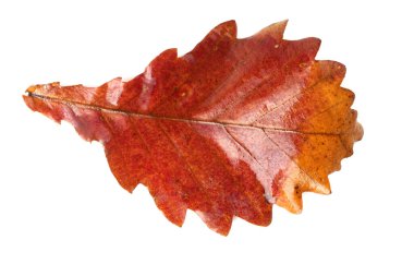 Sonbahar meşe yaprakları beyaz arkaplanda izole