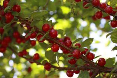 Nanking kirazı yetiştiriyorum. Uzak Doğu lezzeti