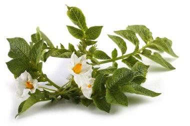 Patates yaprakları ve çiçekler.