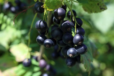 Olgun taze frenk üzümü hasadına yakın.