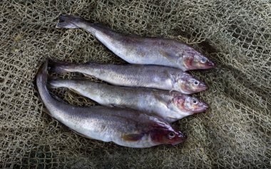 İnternette safran morina balığı