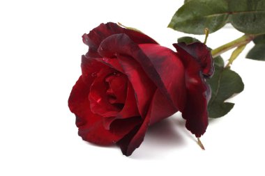 Güzel bir gül çiçeği. Aşk kavramı.